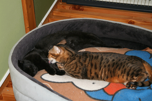 c0011300_13571133.gif