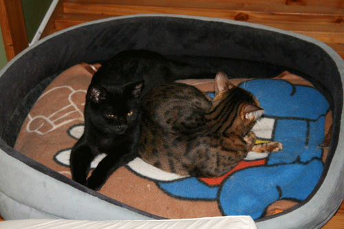 c0011300_13571169.gif