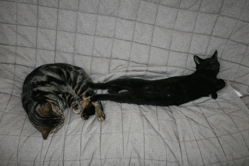 c0011300_13571200.gif