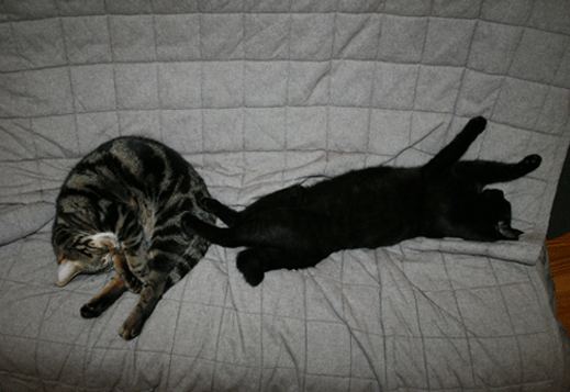 c0011300_13571364.gif