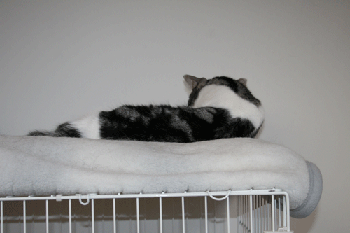 c0011300_13571537.gif