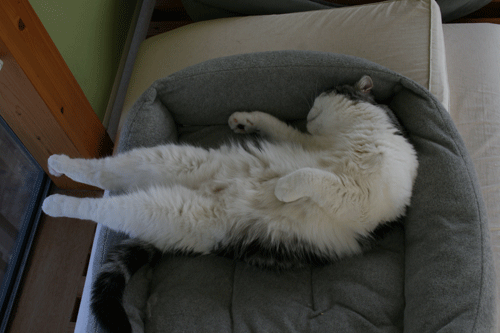 c0011300_13571796.gif