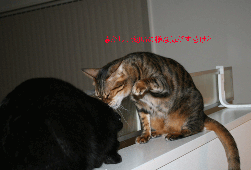 c0011300_13575069.gif
