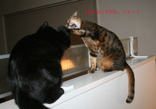 c0011300_13575177.gif