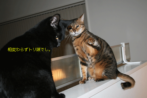 c0011300_13575268.gif