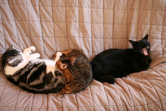 c0011300_13593044.gif
