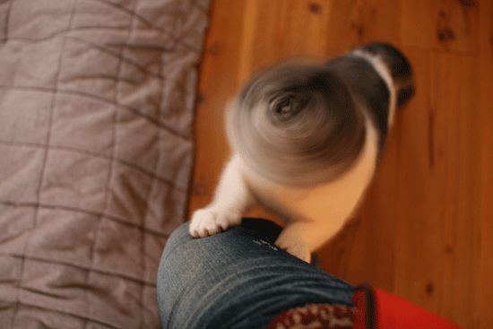 c0011300_13593105.gif