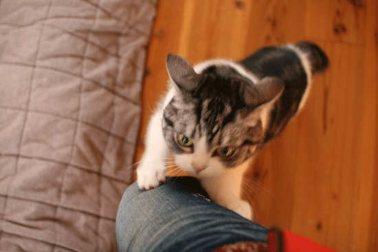 c0011300_13593111.gif