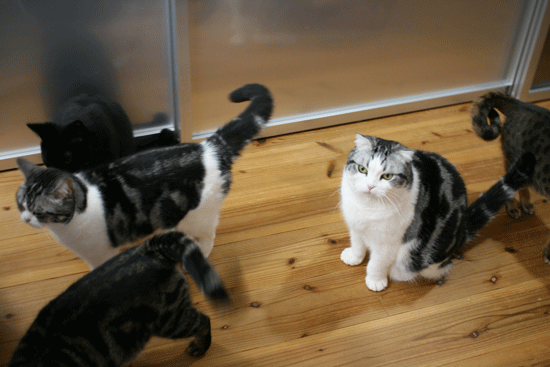 c0011300_13593363.gif