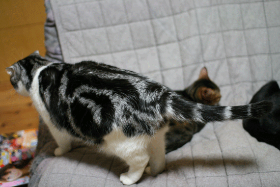 c0011300_13593944.gif