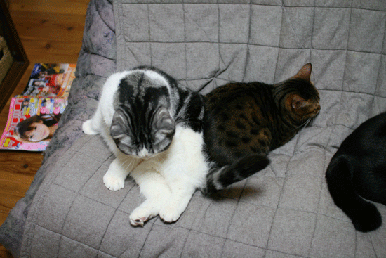 c0011300_13594000.gif
