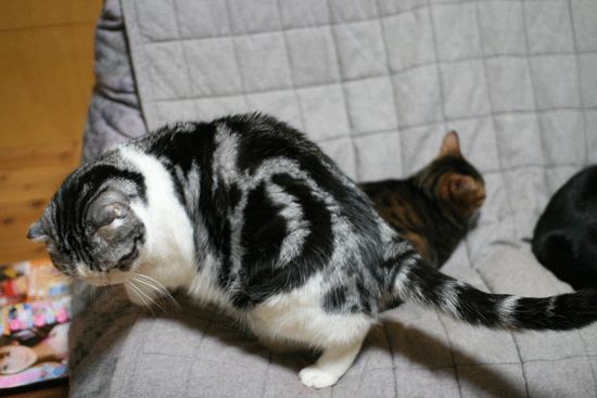 c0011300_13594012.gif