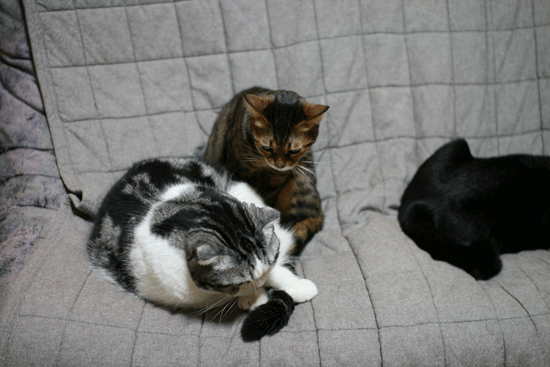 c0011300_13594210.gif