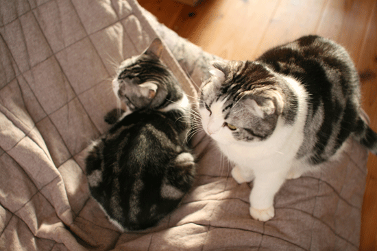 c0011300_13594387.gif