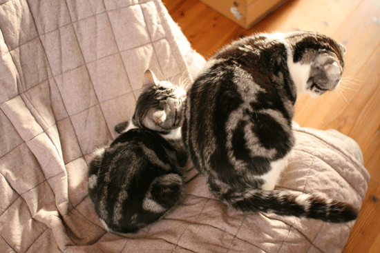 c0011300_13594419.gif