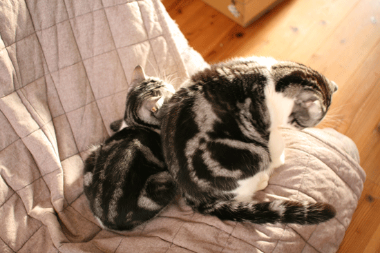 c0011300_13594420.gif