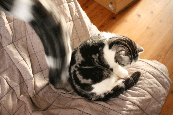 c0011300_13594506.gif