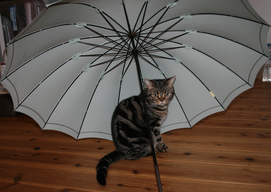 c0011300_13594721.gif