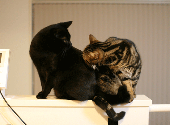 c0011300_14001158.gif