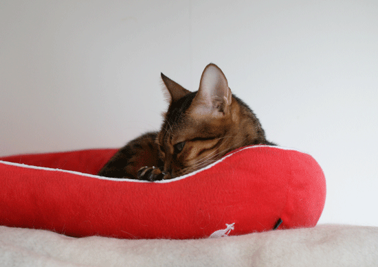 c0011300_14001389.gif