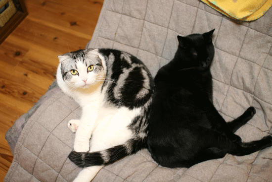 c0011300_14001511.gif