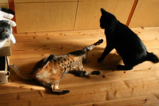 c0011300_14001599.gif