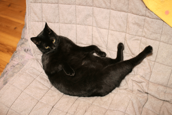 c0011300_14001612.gif