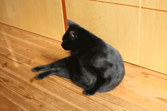 c0011300_14001756.gif