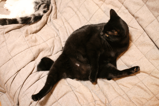 c0011300_14001862.gif