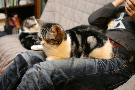 c0011300_14001923.gif