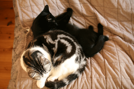 c0011300_14002068.gif