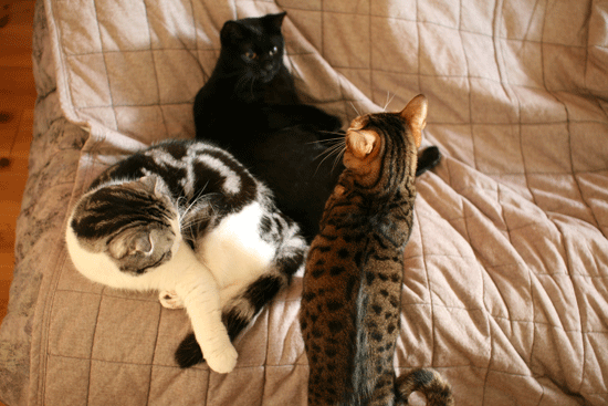 c0011300_14002139.gif