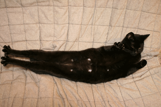 c0011300_14005683.gif
