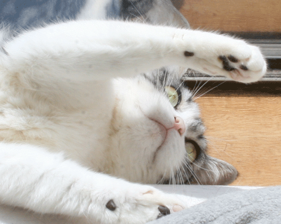 c0011300_14011548.gif