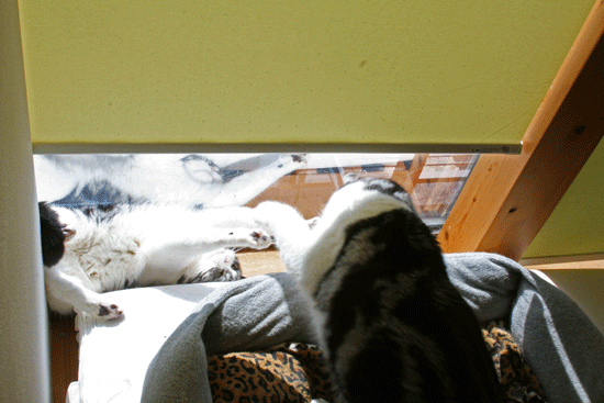 c0011300_14011638.gif