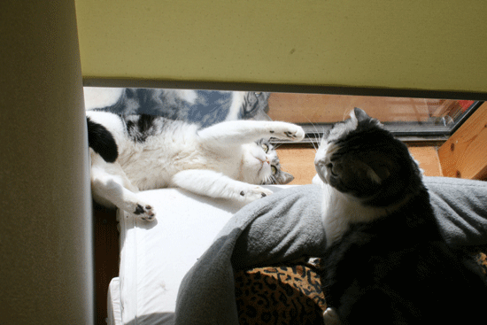 c0011300_14011794.gif