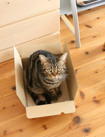 c0011300_14020082.gif