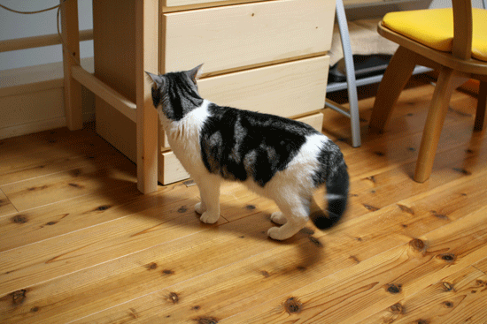 c0011300_14020121.gif