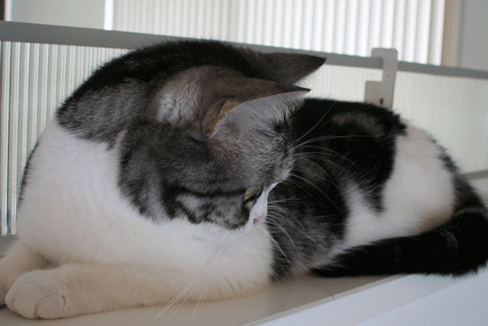 c0011300_14020225.gif