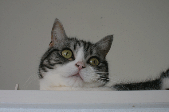 c0011300_14020341.gif