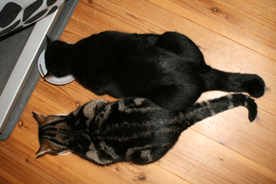 c0011300_14021240.gif
