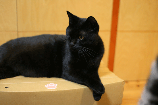 c0011300_14021356.gif