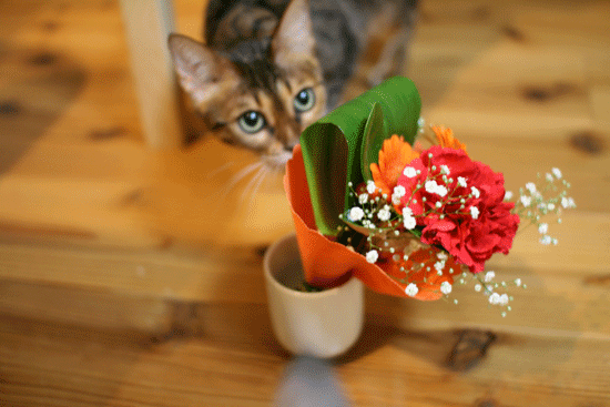 c0011300_14021578.gif
