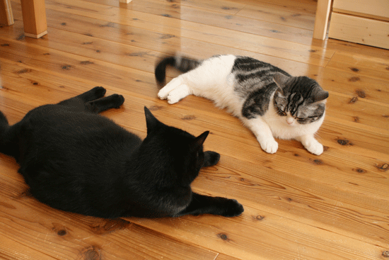 c0011300_14021610.gif
