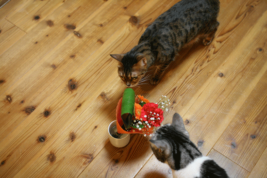 c0011300_14021678.gif