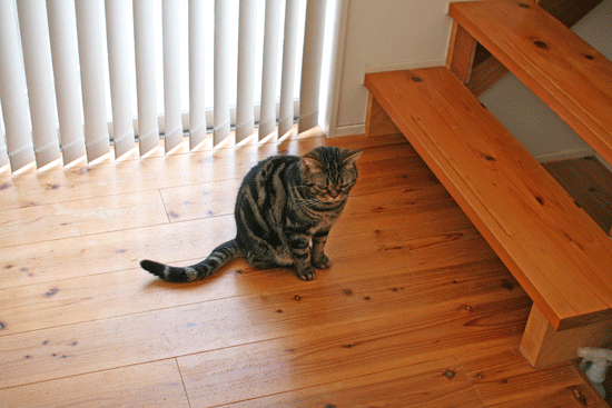 c0011300_14021793.gif