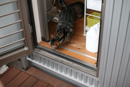 c0011300_14022146.gif