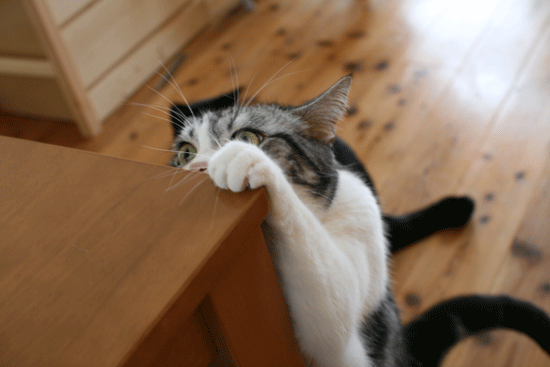 c0011300_14022982.gif
