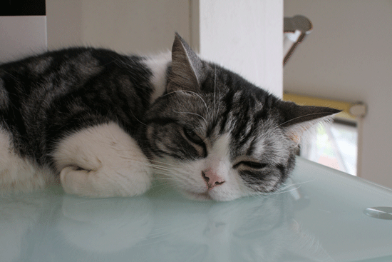 c0011300_14023081.gif
