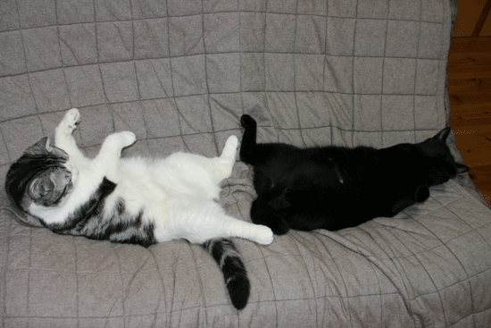c0011300_14032526.gif